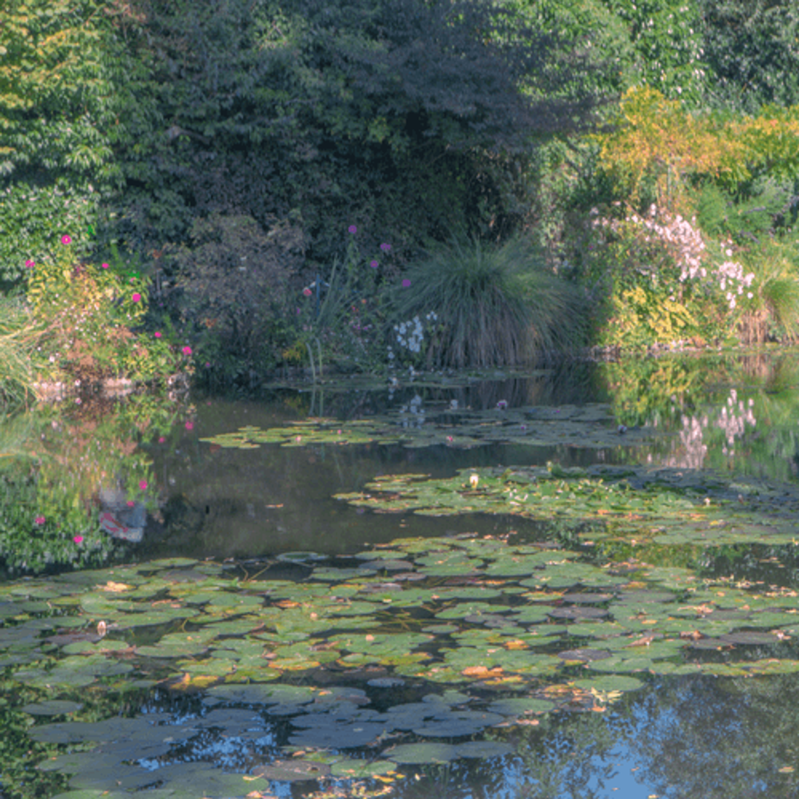 Water lilies in the sun