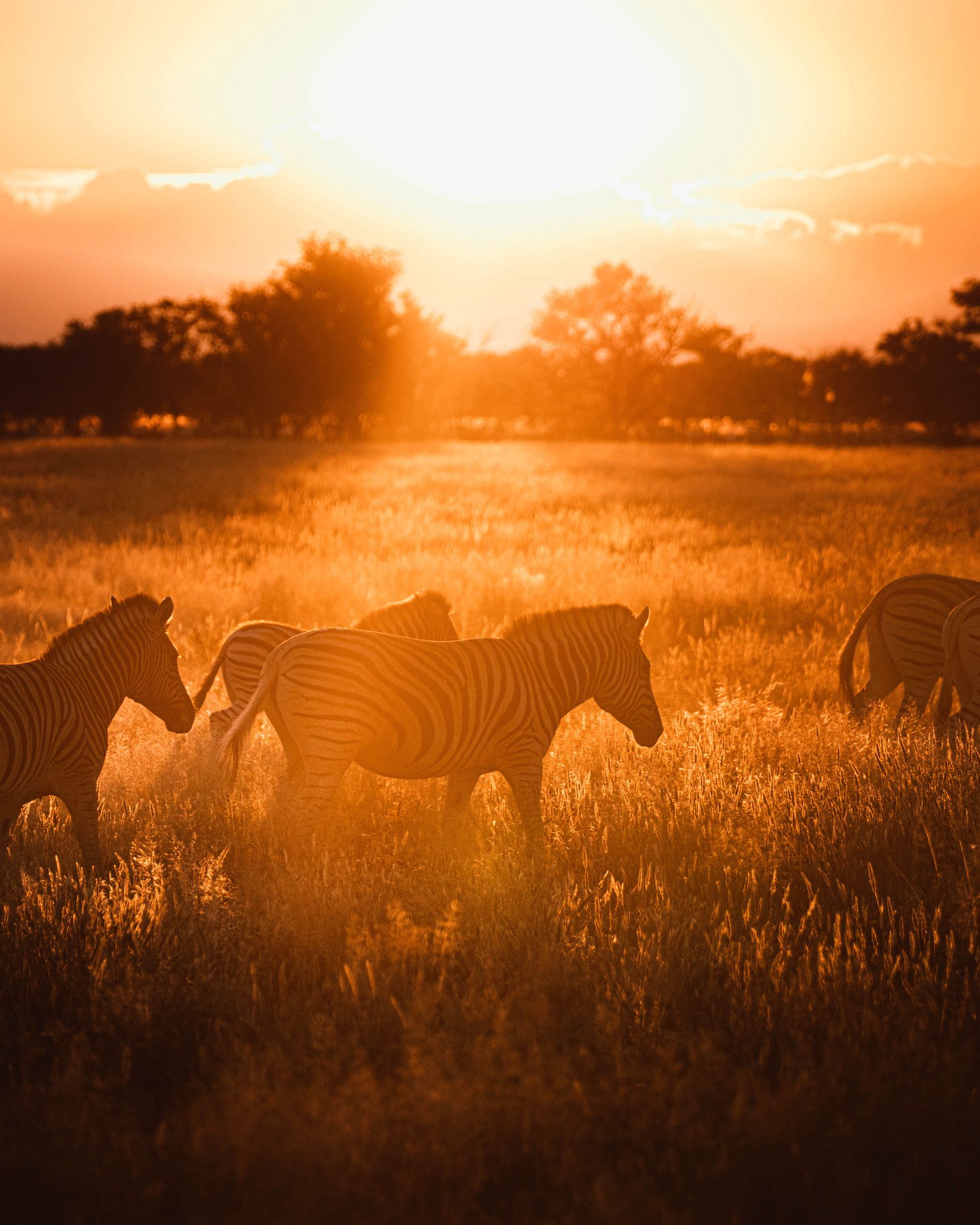 Zebra Crossing