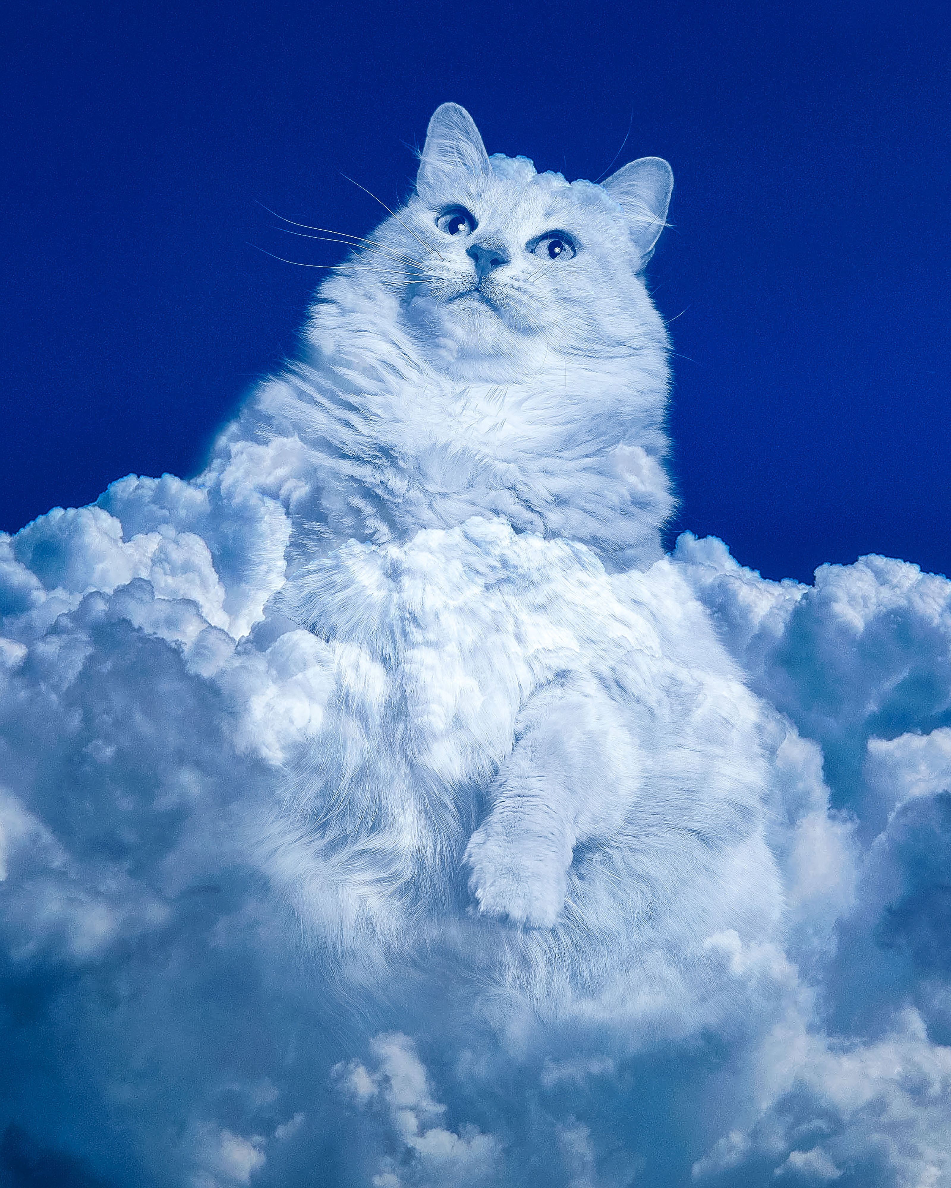 Cumulus Cat